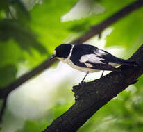 Image of Collared Flycatcher