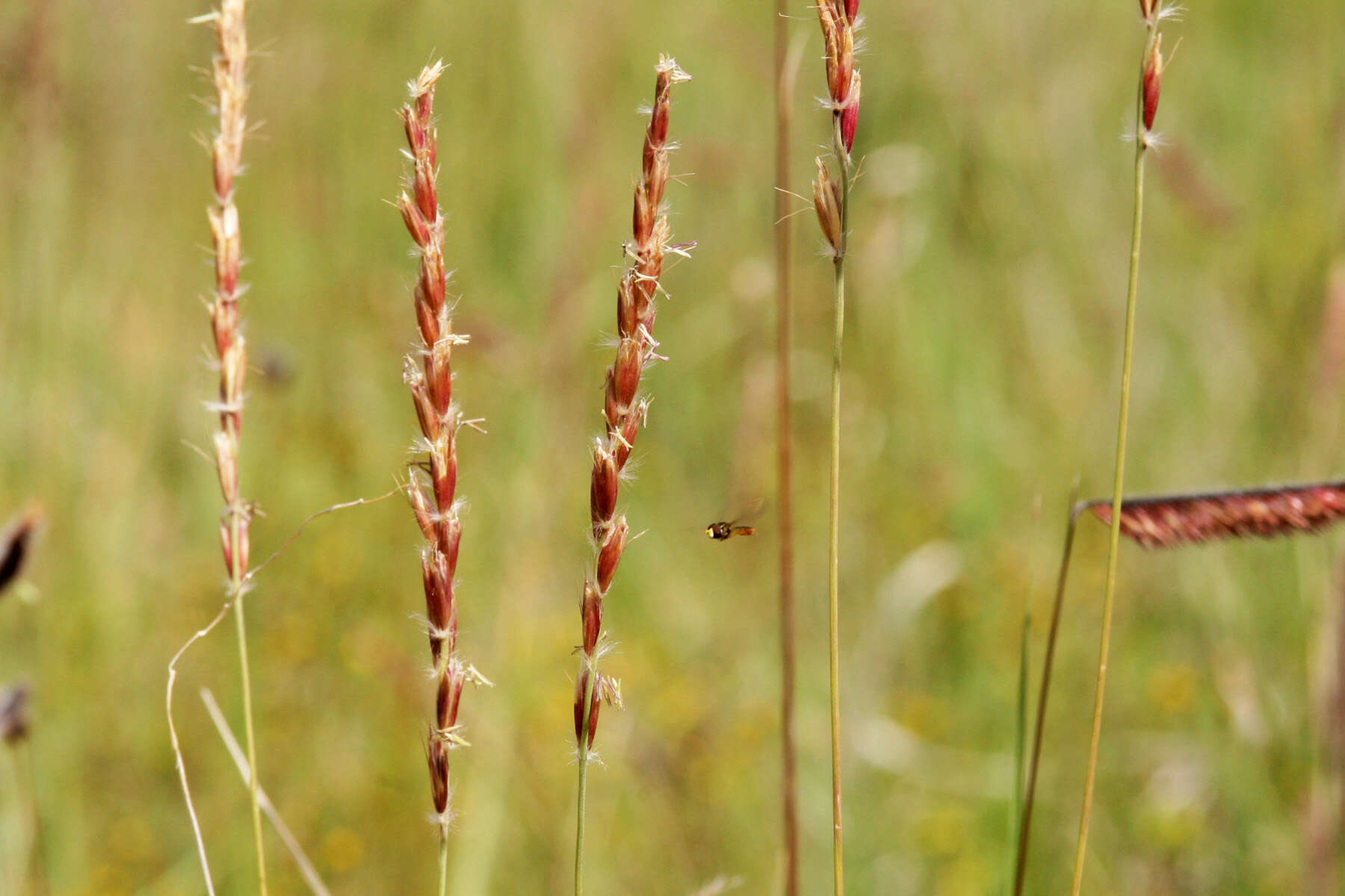 Слика од Hilaria jamesii (Torr.) Benth.