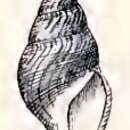 Image of Gymnobela frielei (Verrill 1885)