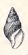 Image of Gymnobela frielei (Verrill 1885)