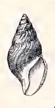 Imagem de Gymnobela frielei (Verrill 1885)