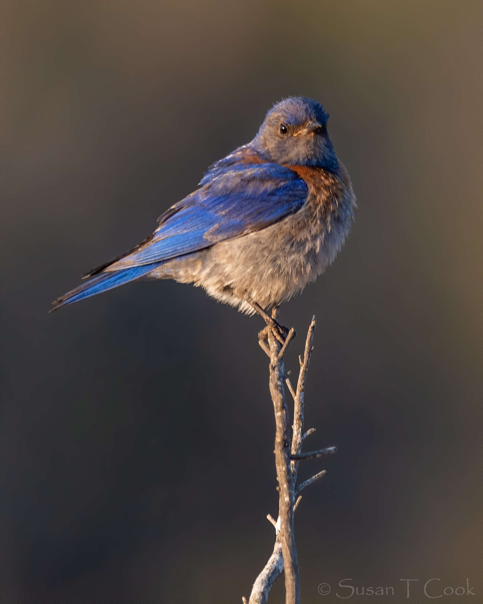 Image of Western Bluebird