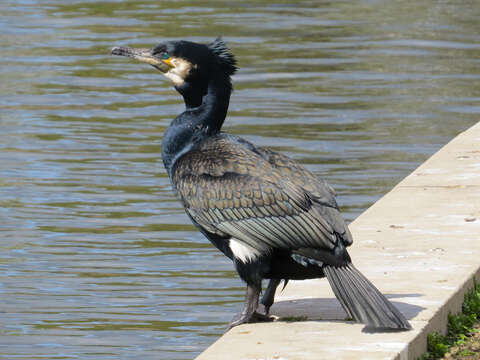 Image of Black Shag