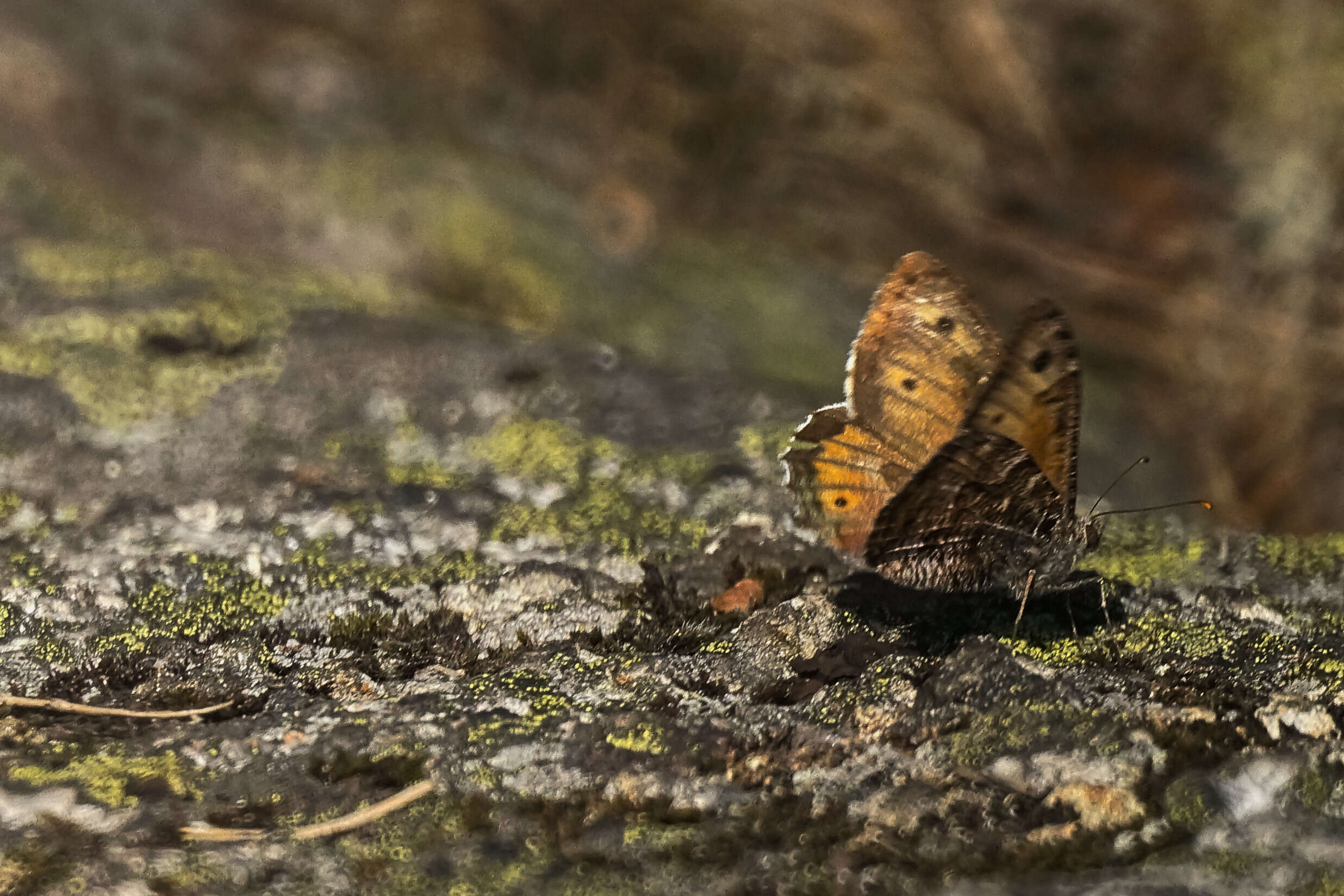 Image of Grayling