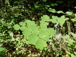 Image of western meadow-rue