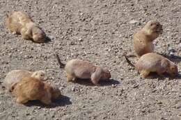 Image of Mexican Prairie Dog
