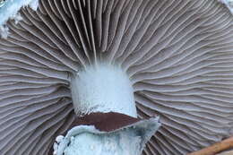 Image of verdigris agaric