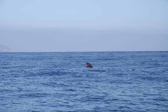 Image of Atlantic Pilot Whale