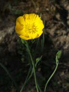 Image de Ranunculus gramineus L.