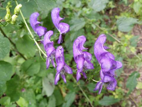 Image of Manchurian monkshood