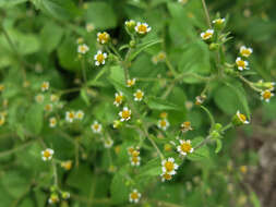 Image of shaggy soldier