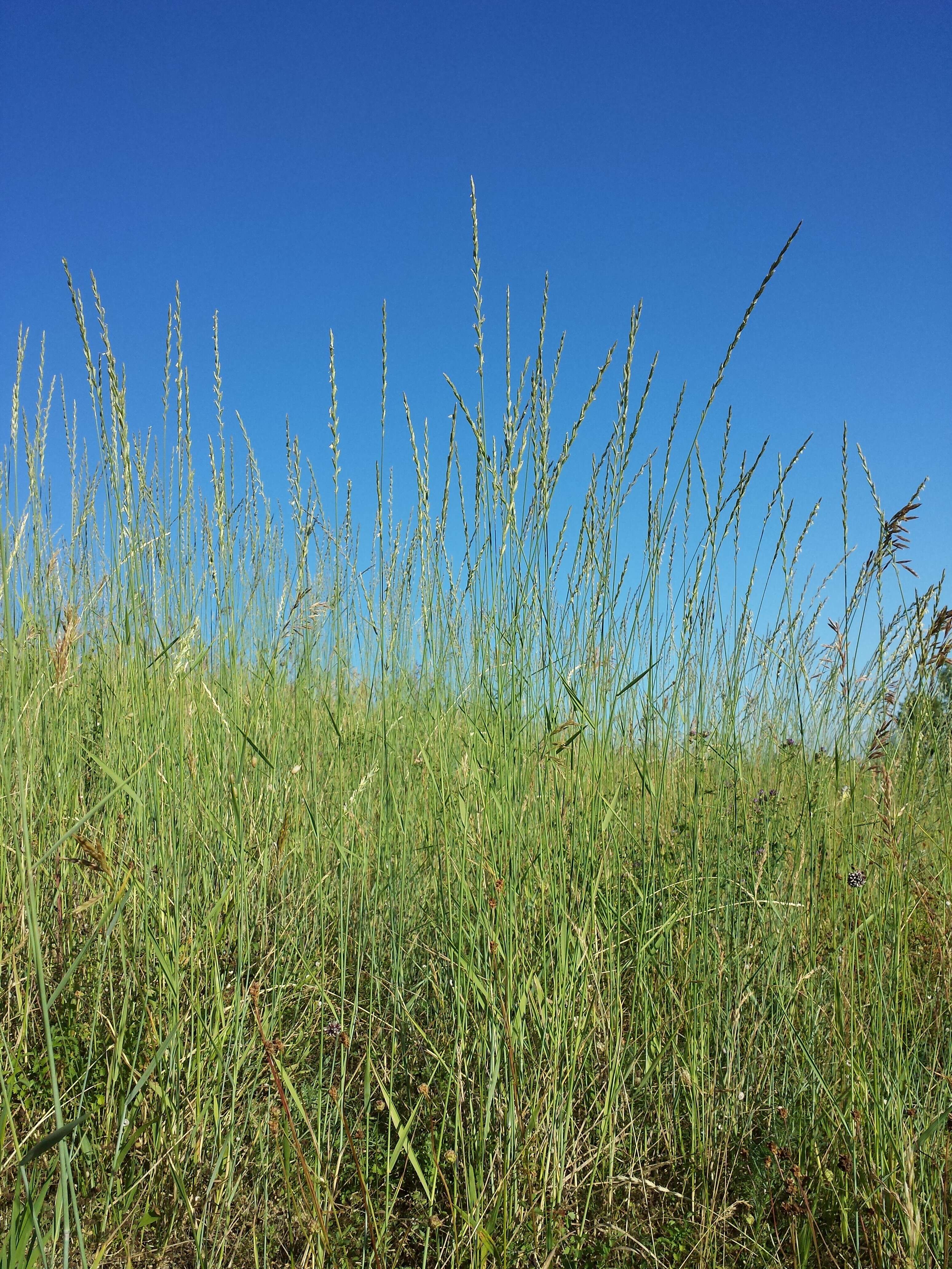 Image of intermediate wheatgrass