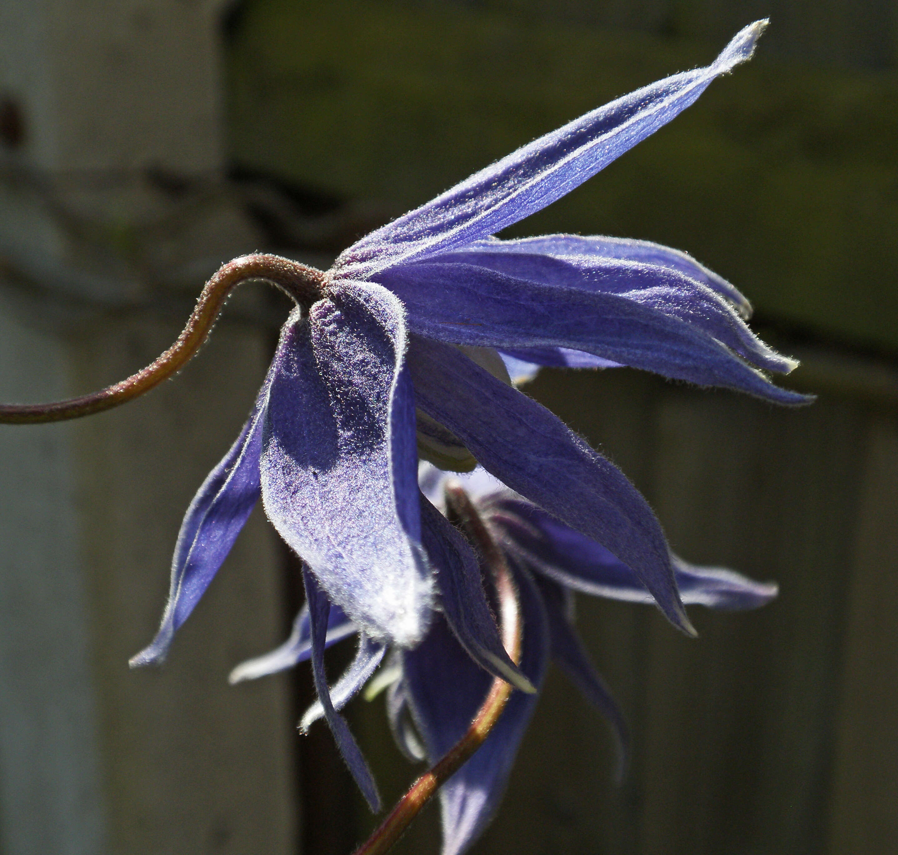 صورة Clematis macropetala Ledeb.