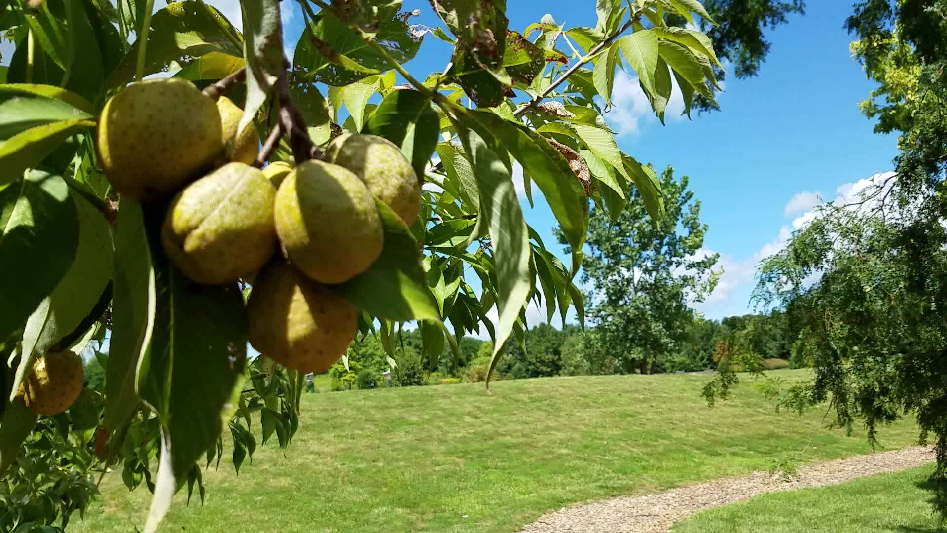 Image de Pavier de l'Ohio