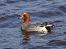 Image of Eurasian Wigeon