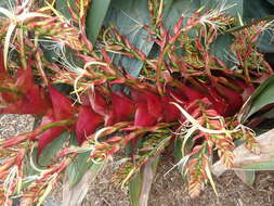 Image of Alcantarea imperialis (Carrière) Harms