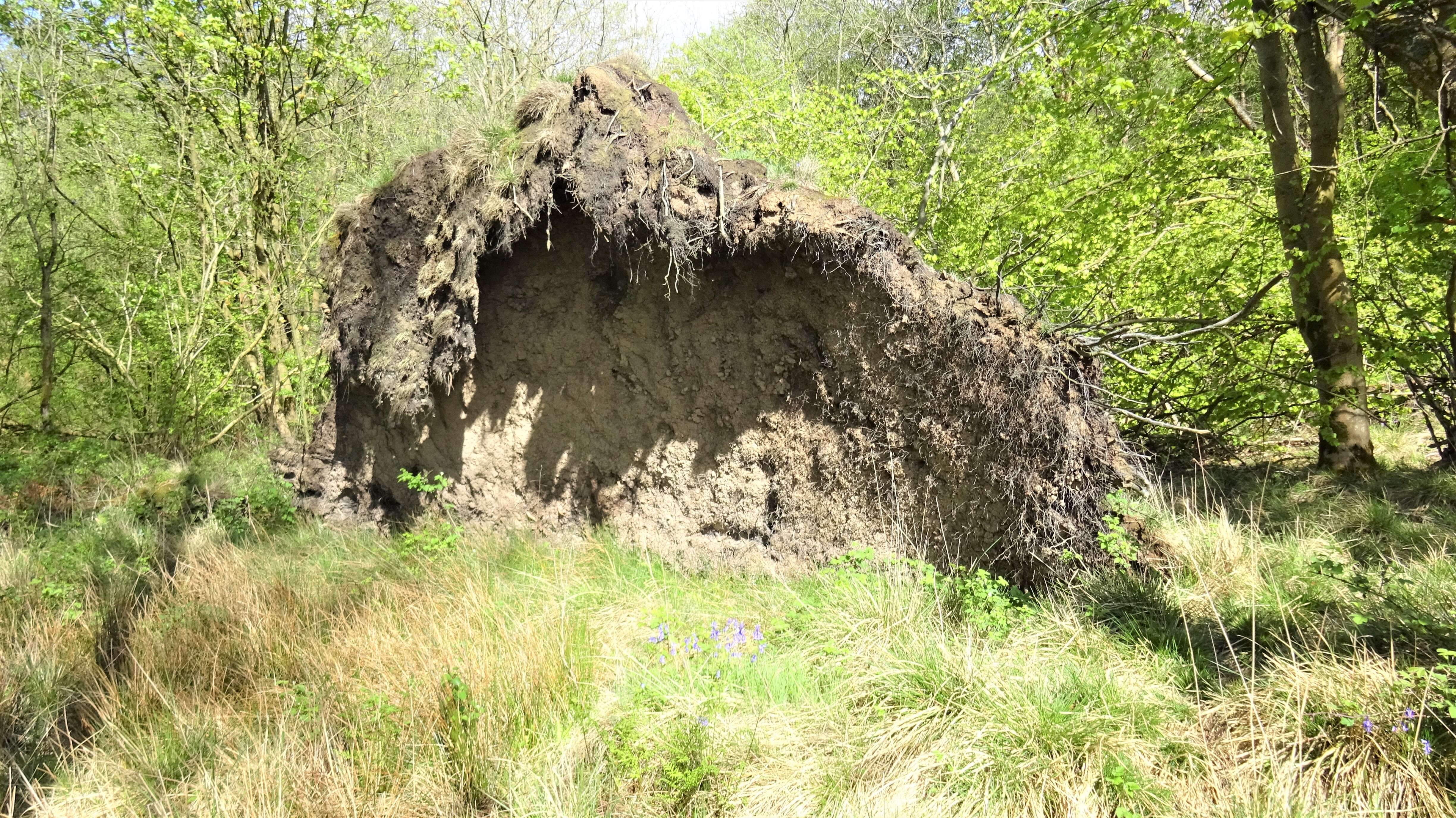 Image of Basswood