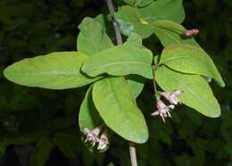 Lonicera nigra L. resmi