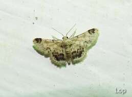 Image of Idaea micra Hampson 1893