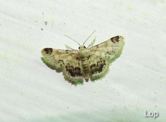 Image of Idaea micra Hampson 1893