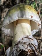 Image of Death cap