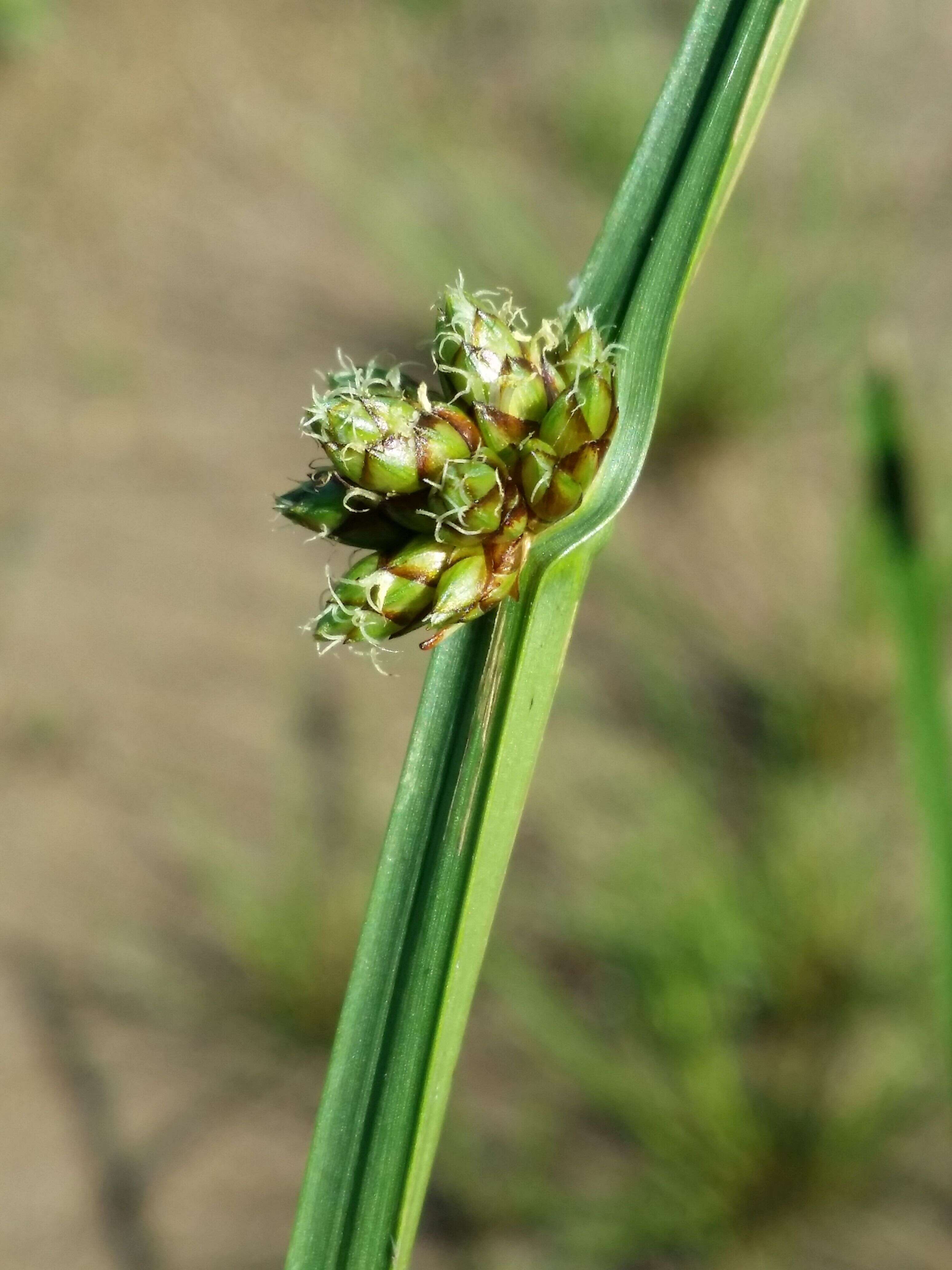 Sivun Schoenoplectiella mucronata (L.) J. Jung & H. K. Choi kuva