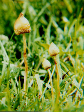 Plancia ëd Psilocybe semilanceata (Fr.) P. Kumm. 1871