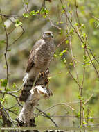 Image of Eurasian Sparrowhawk