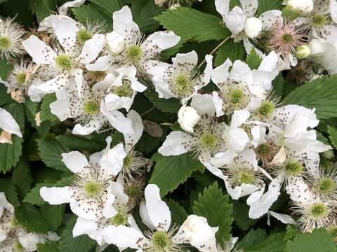 Imagem de Rubus allegheniensis Porter