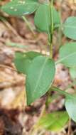 Image of wavyleaf aster