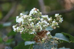 Kydia calycina Roxb. resmi