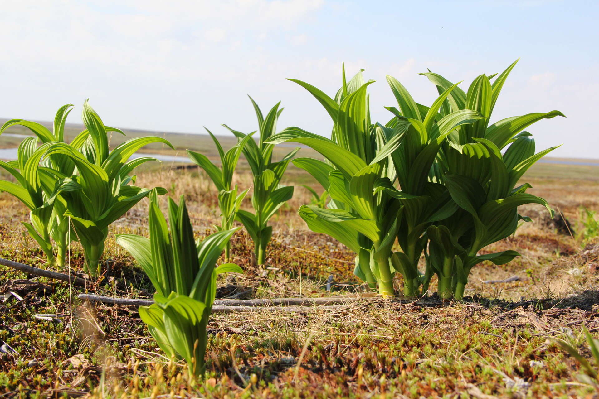 Imagem de Veratrum lobelianum Bernh.