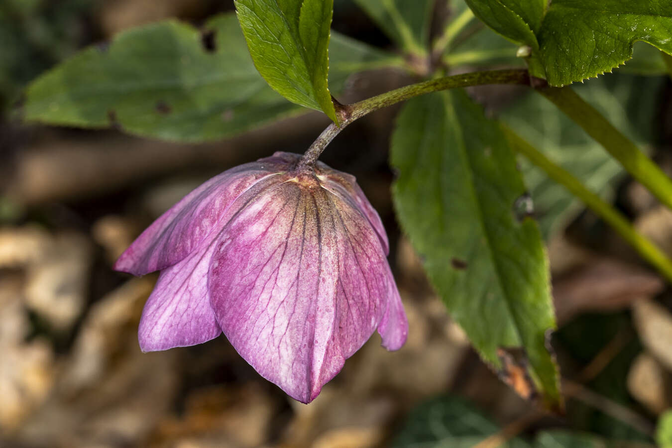 Image of lenten-rose