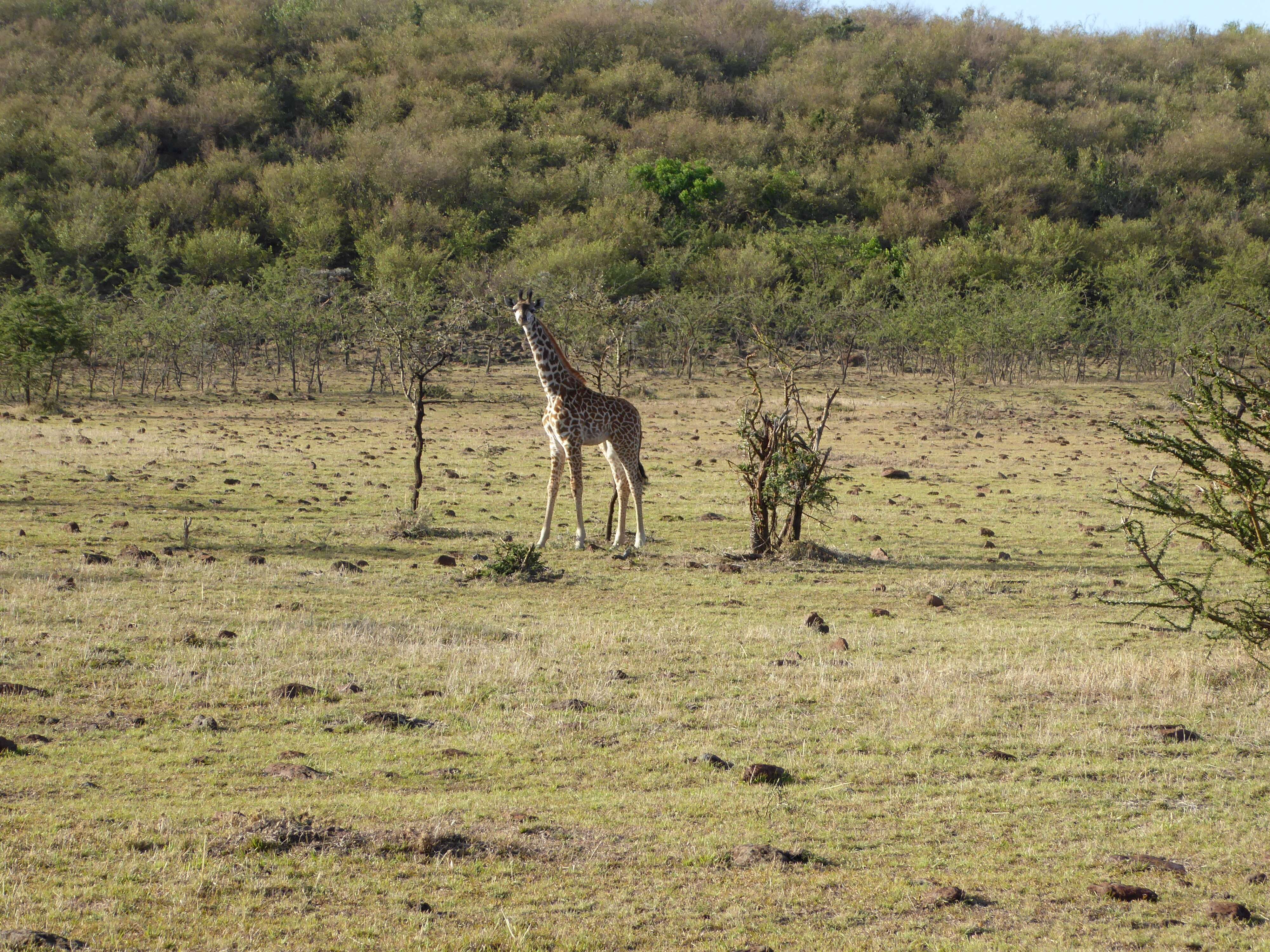 Plancia ëd Giraffa camelopardalis (Linnaeus 1758)