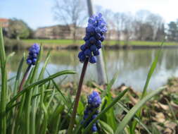 Imagem de Muscari armeniacum H. J. Veitch