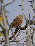 Image of European Rock Bunting