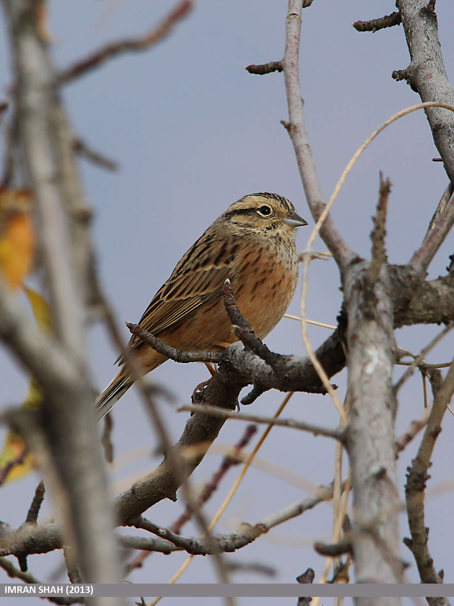 Image of European Rock Bunting