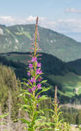 Image of Narrow-Leaf Fireweed