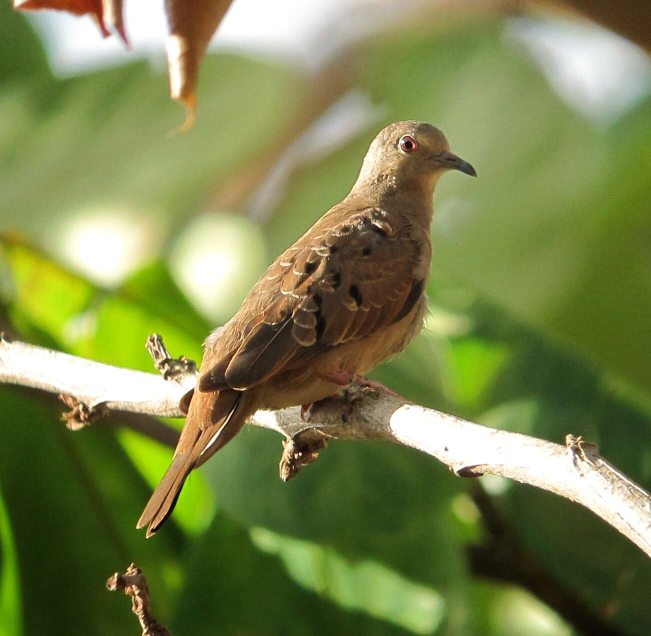 Image of Ruddy Ground Dove