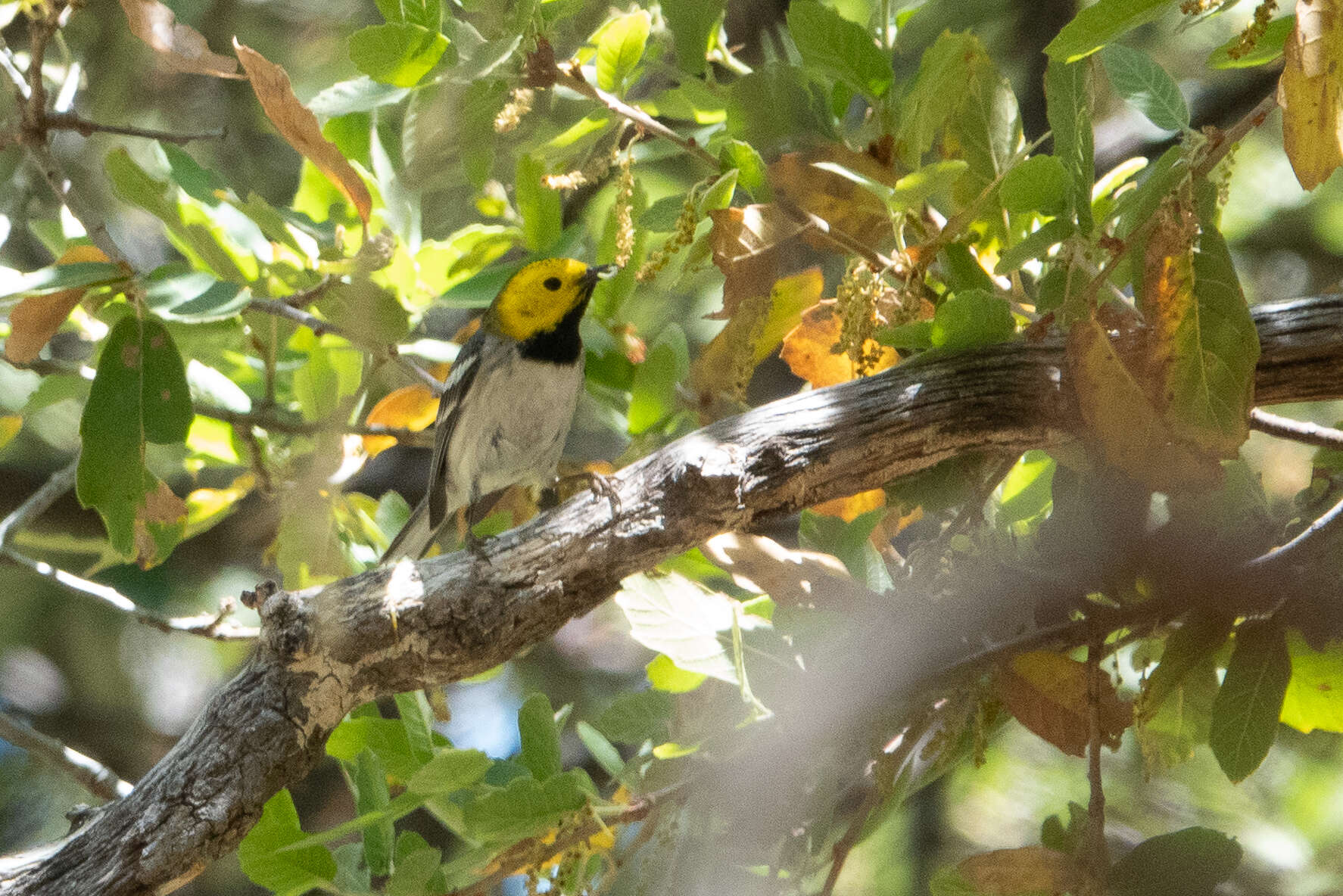 Image of Hermit Warbler