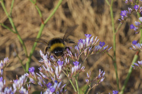 Image of Mediterranean sea lavender