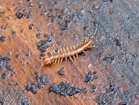 Image of Lithobius variegatus Leach 1814