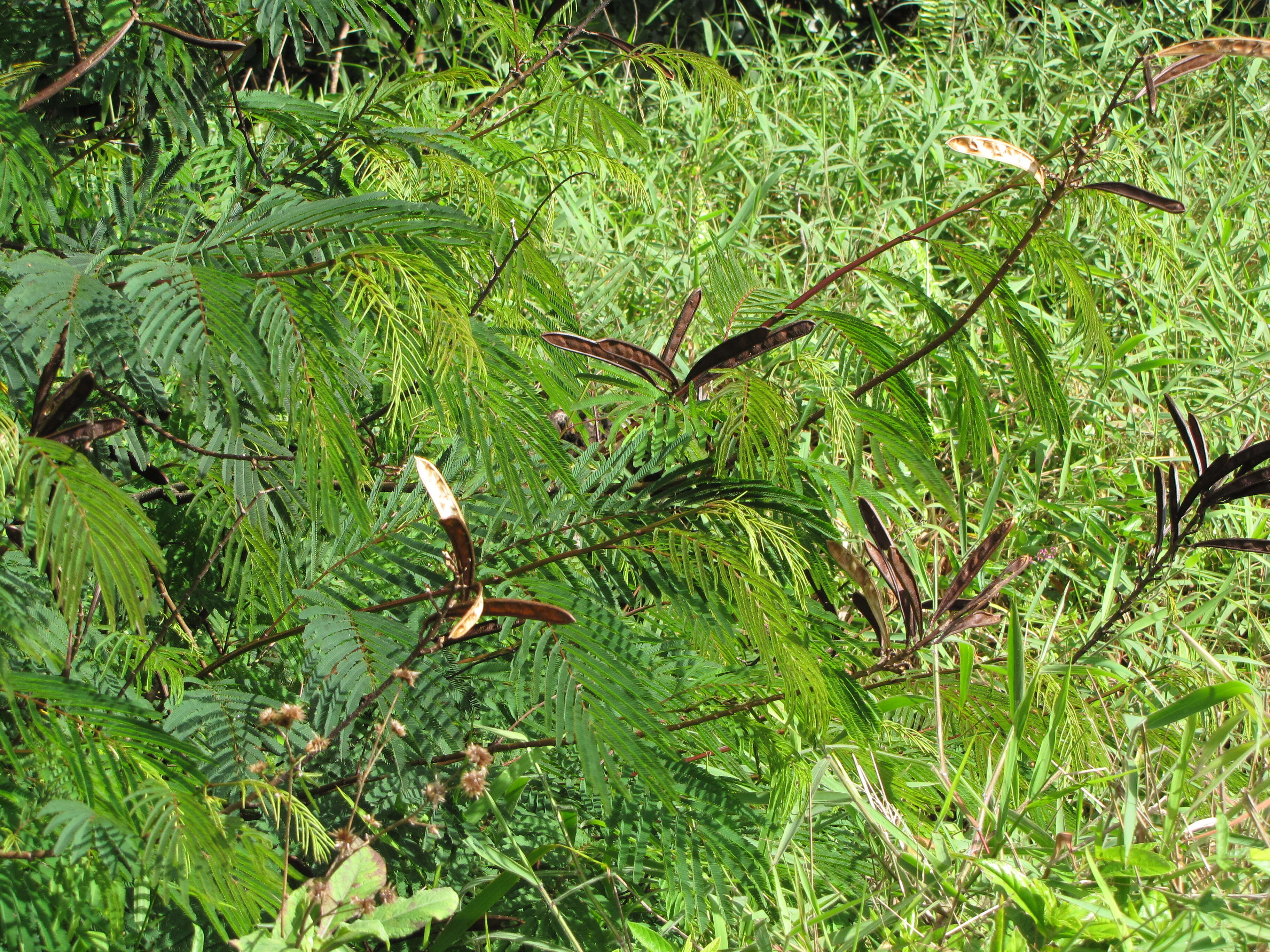 Image de Calliandra houstoniana (Mill.) Standl.