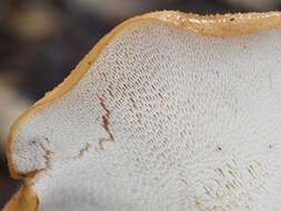 Image of Polyporus tuberaster (Jacq. ex Pers.) Fr. 1821