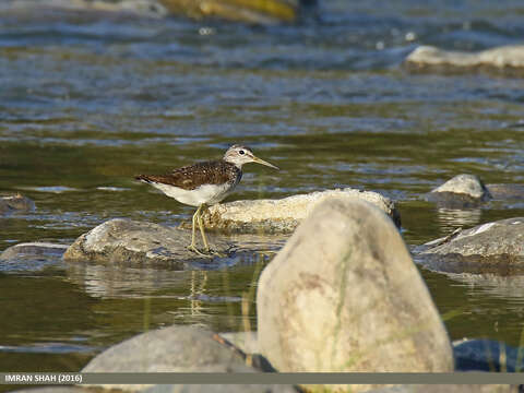 Image of Green Sandpiper