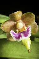 Image of Vanda flabellata (Rolfe ex Downie) Christenson