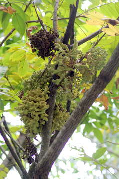 Image of Chinese sumac