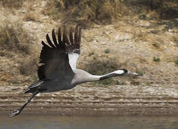 Image of Common Crane