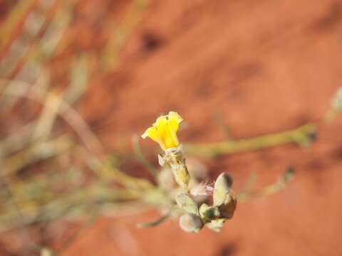 Imagem de Goodenia armitiana F. Müll.