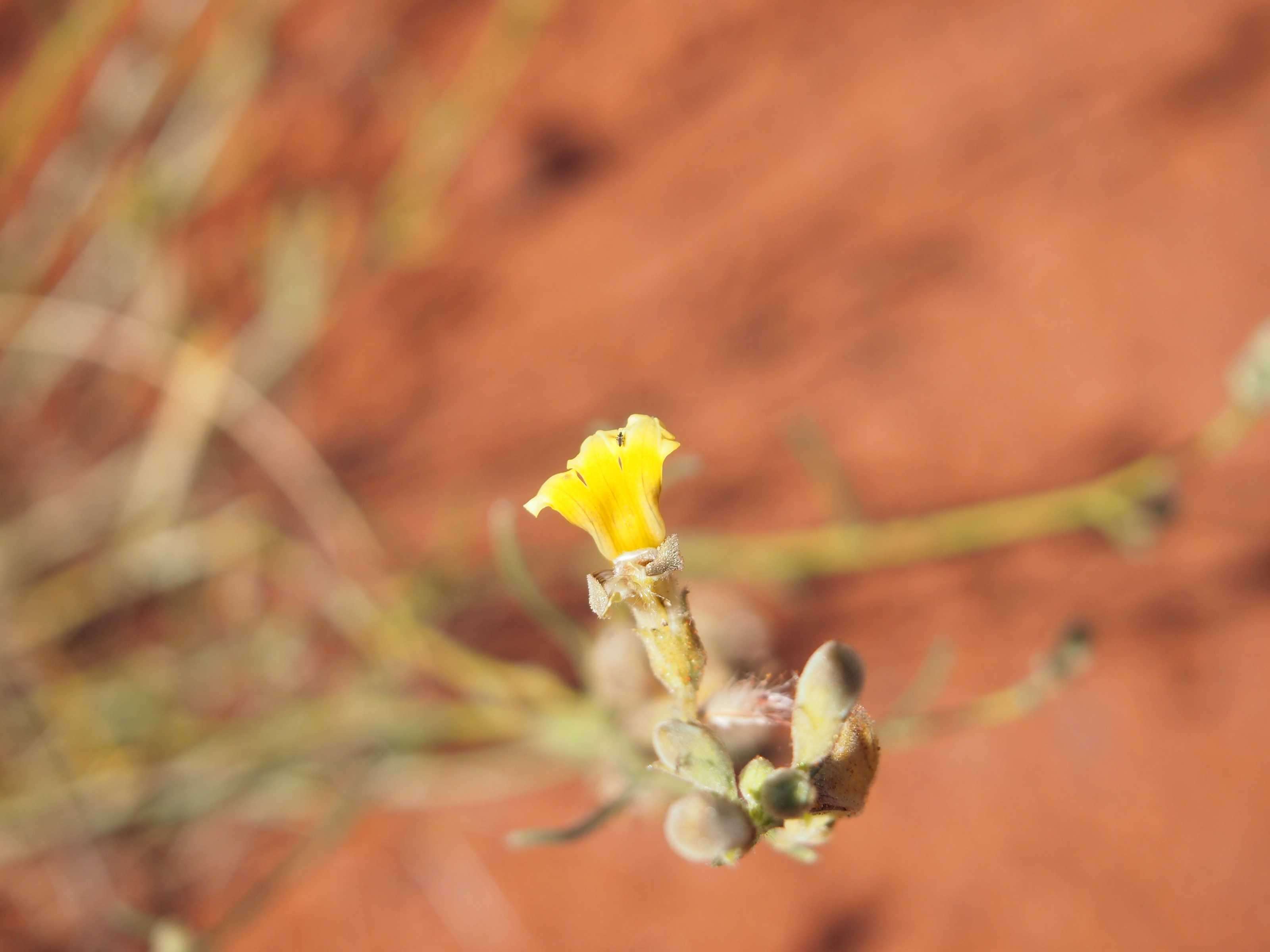 Imagem de Goodenia armitiana F. Müll.